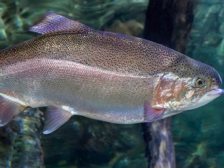 Trout