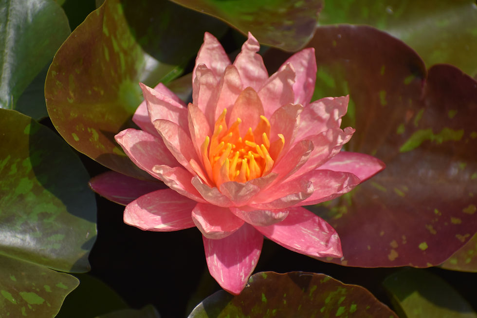 What's in Bloom: Surprise Lilies, Hibiscus, and a Koi Pond in Full Swing
