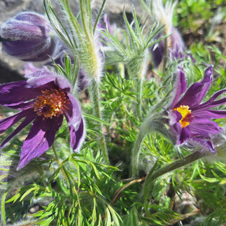 Deep purple Pasqueflower (Pulsatilla vulgaris) blooms with vivid orange and yellow stamens surrounded by soft silvery-haired stems and feathery foliage, Alpine Garden at Rotary Botanical Gardens