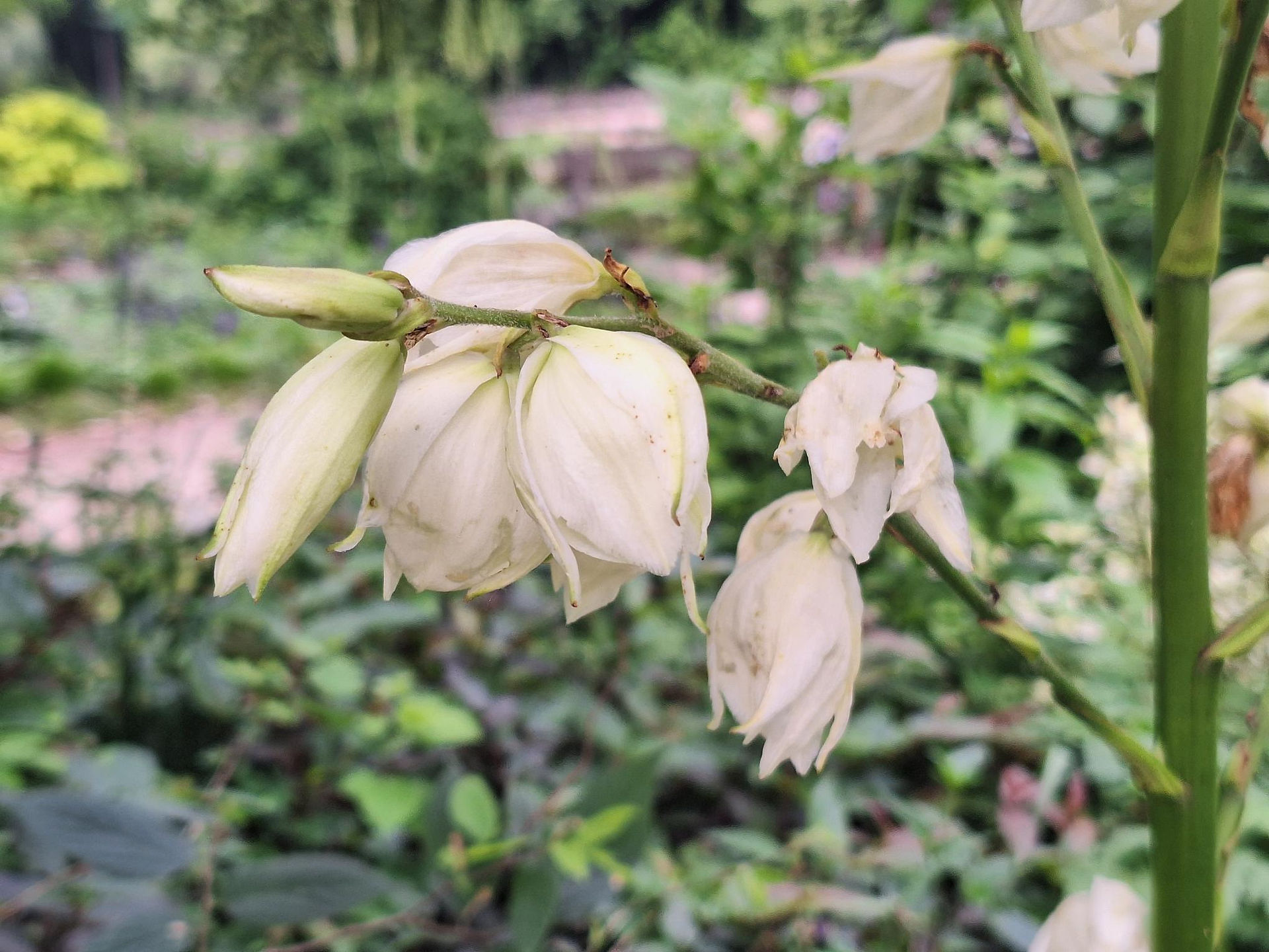 White bell-shaped yucca blooms hanging from a tall flower spike, Meadow Garden, Rotary Botanical Gardens