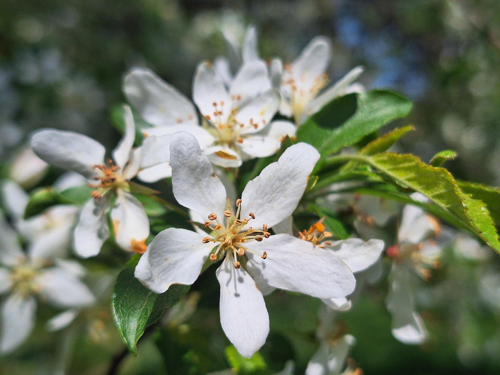 White crabapple blossoms in full bloom at Rotary Botanical Gardens, Janesville Wisconsin