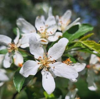 White crabapple blossoms in full bloom at Rotary Botanical Gardens, Janesville Wisconsin