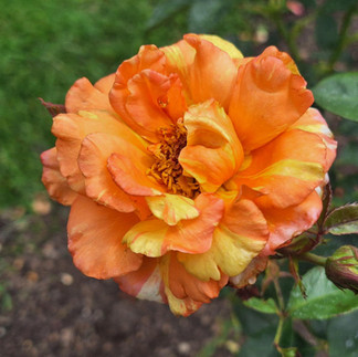 Orange and yellow striped rose bloom, Rose Garden, Rotary Botanical Gardens