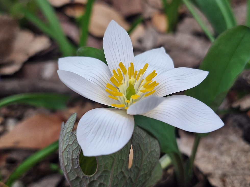 Bloodwort A white bloodwort flower with six rounded petals surrounding a bright yellow center, blooming close to the ground among dried leaf litter at Rotary Botanical Gardens.
