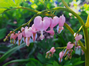 Soft pink heart-shaped blooms of Bleeding Heart 'Cupid' dangling from arching stems with white inner petals, photographed in the Woodland Glen at Rotary Botanical Gardens