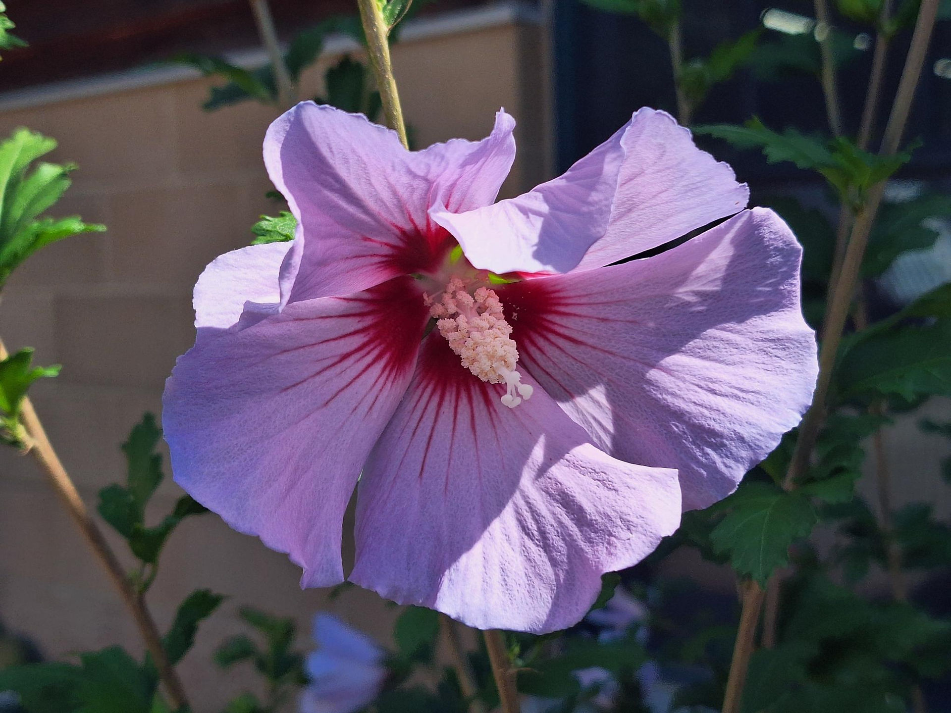 Light purple hibiscus bloom with red-veined throat