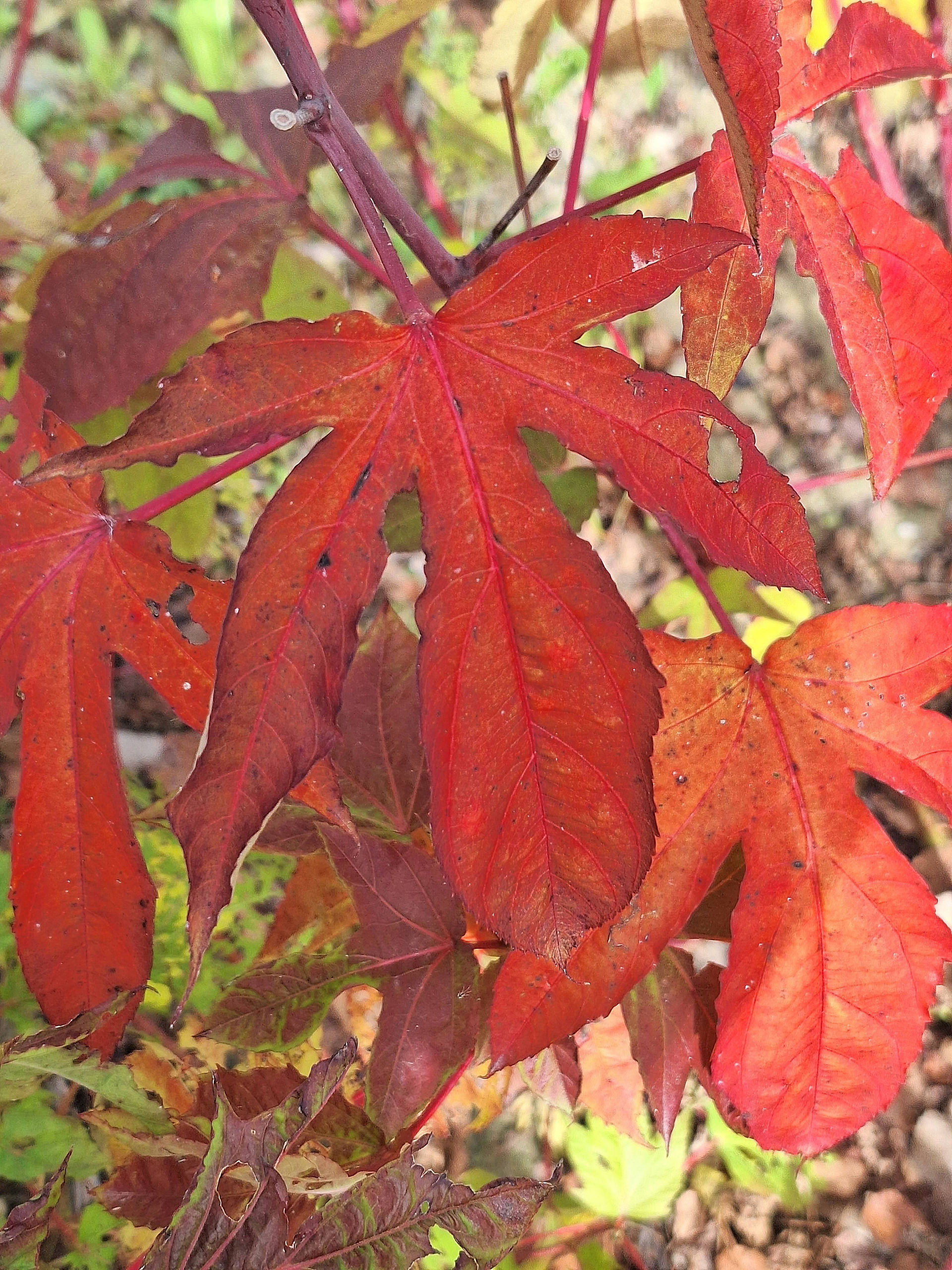 A close up of a red oak leaf