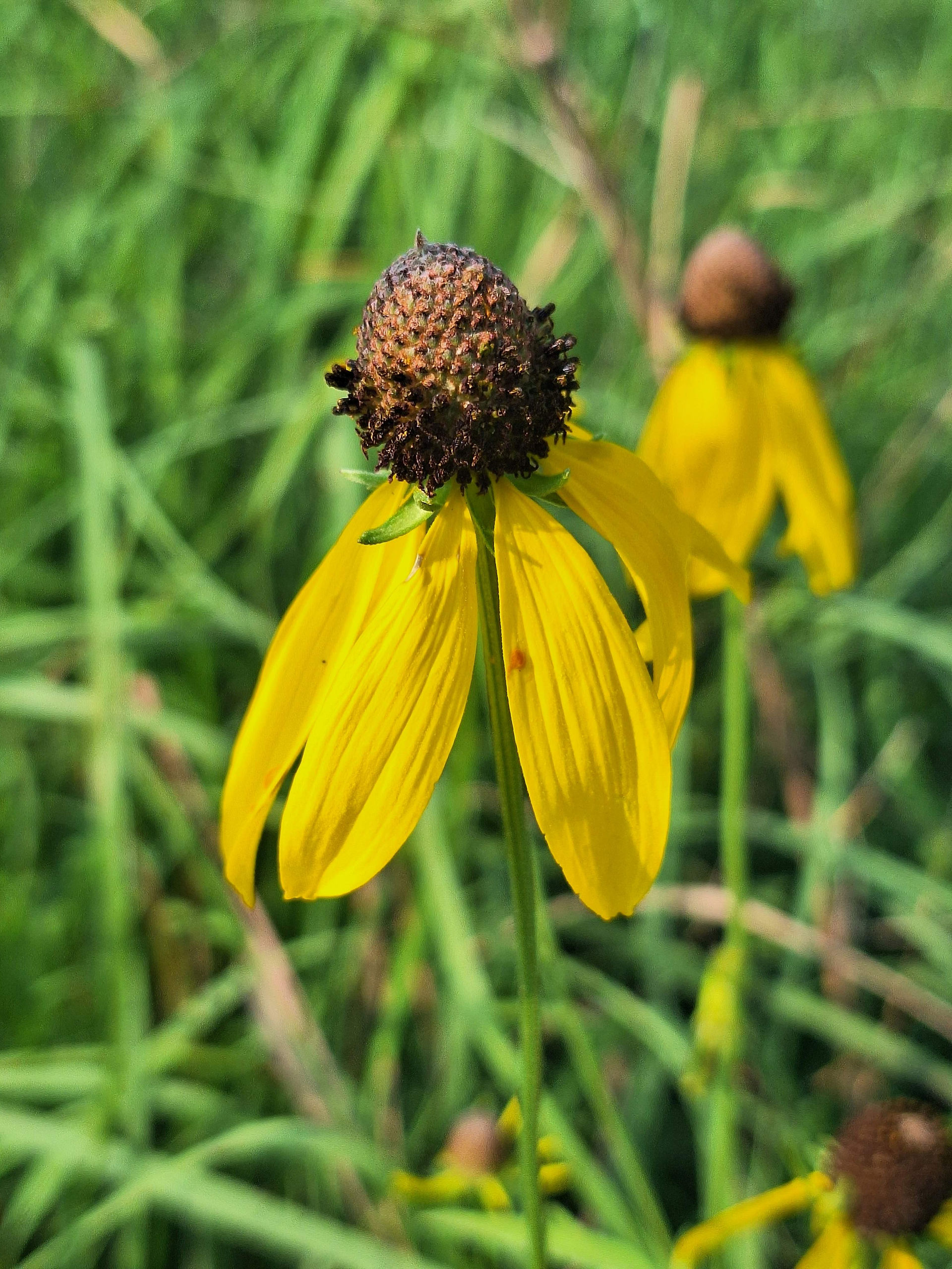 Yellow prairie coneflower blooming in the Rotary Botanical Gardens prairie
