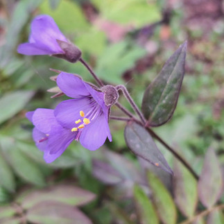 Close-up of Jacob's Ladder (Polemonium) in bloom with delicate violet-blue bell-shaped flowers and yellow stamens against dark burgundy-tinted foliage at Rotary Botanical Gardens