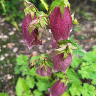 Pink spotted bellflower blooms hanging in clusters, Alpine Garden, Rotary Botanical Gardens