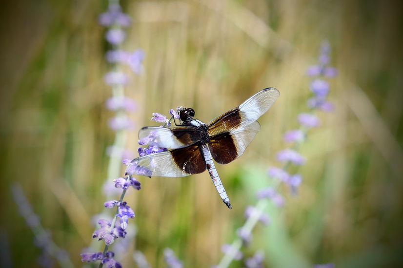 Twelve-spotted skimmer dragonfly perched on Russian sage blooms