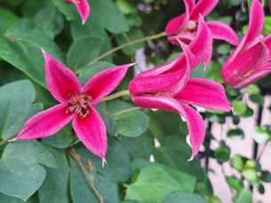 Bright magenta pink clematis flowers and buds climbing among deep green leaves at Rotary Botanical Gardens
