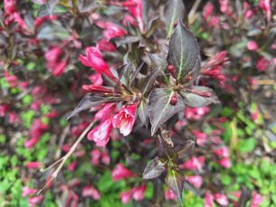 What's in Bloom at Rotary Botanical Gardens -- May 22, 2026