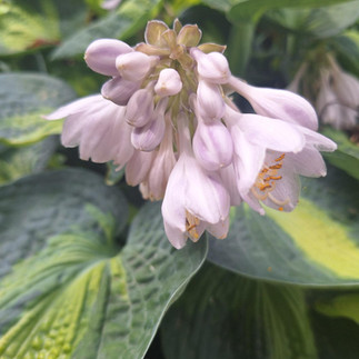 Pale purple hosta blooms with golden pollen visible inside the petals, Japanese Garden, Rotary Botanical Gardens