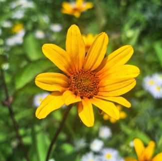 Bright yellow false sunflower bloom with daisy-like petals, Italian Formal Garden, Rotary Botanical Gardens