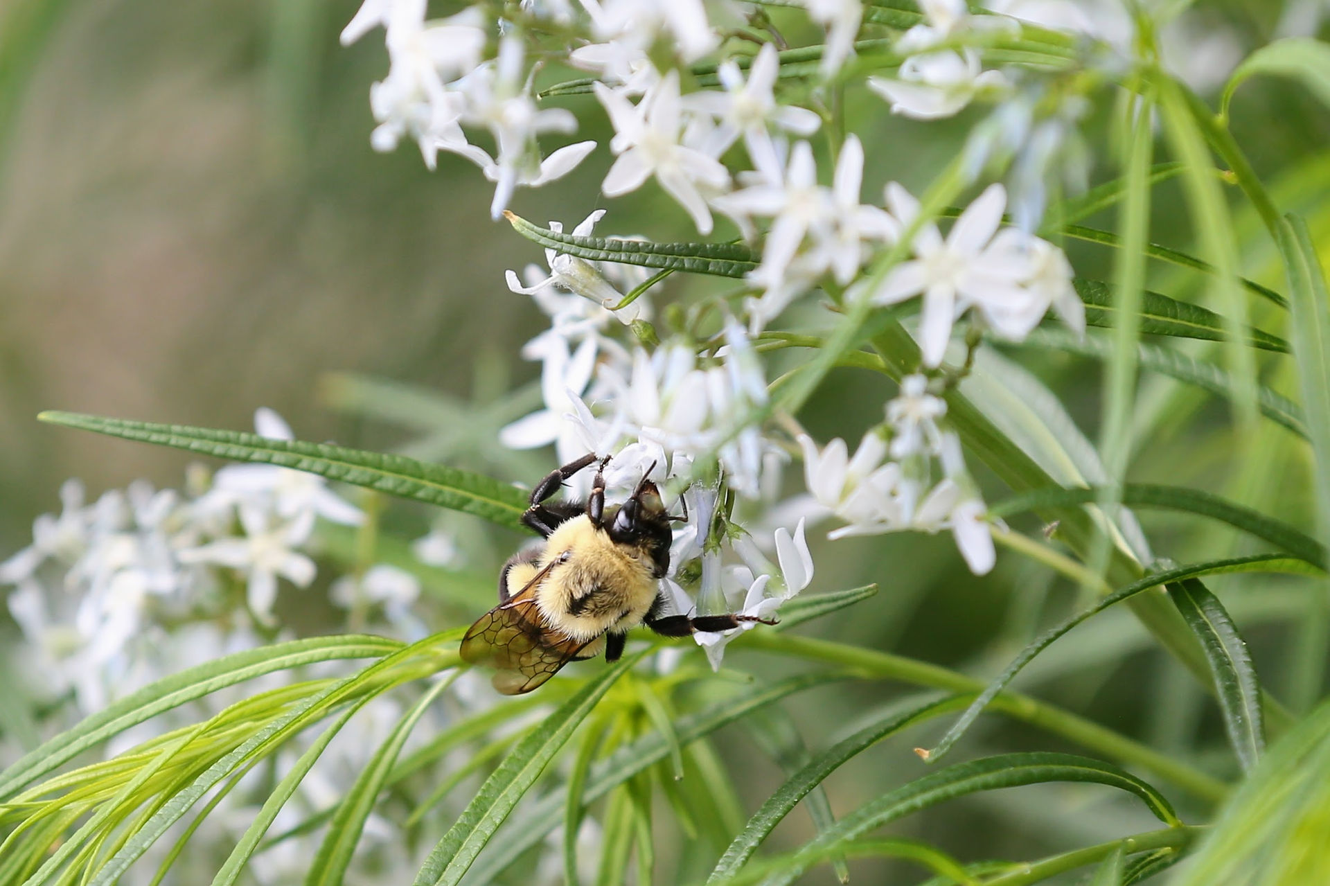 Bumblebee pollinating small white star-shaped flowers on a green stem at Rotary Botanical Gardens