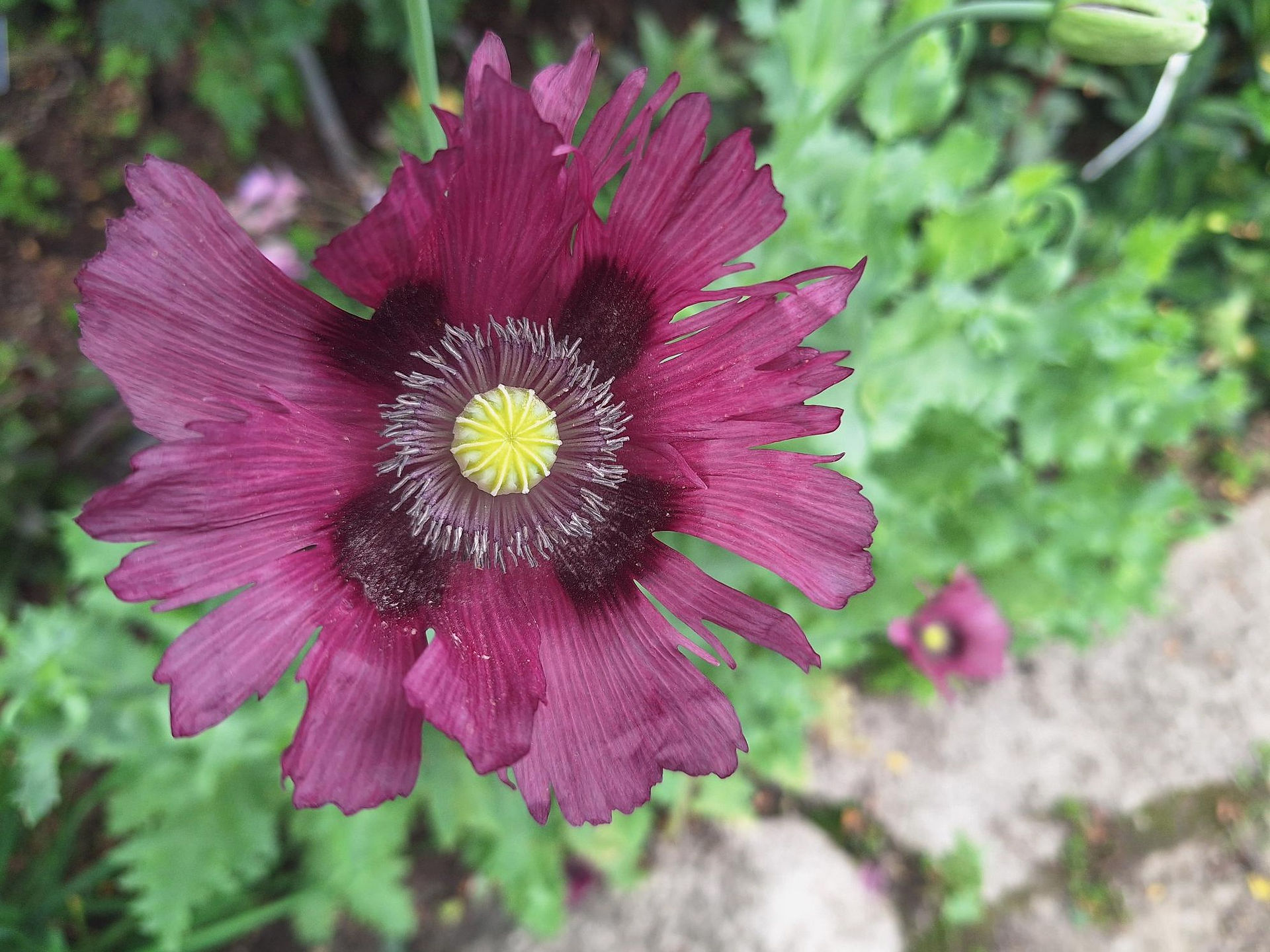 Deep magenta poppy bloom with dark center markings and a yellow seed pod, Rotary Botanical Gardens
