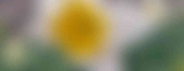 White daffodil with bright yellow cup blooming in garden bed at Rotary Botanical Gardens