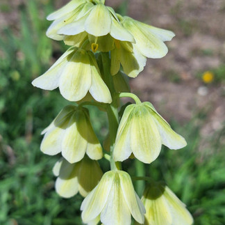 Tall spike of pale chartreuse and cream Persian Fritillaria bell-shaped flowers stacked in tiers along a single arching stem, photographed in the English Cottage Garden at Rotary Botanical Gardens