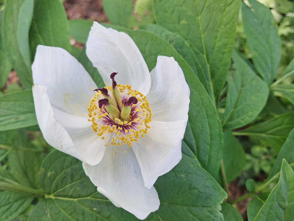 What's Blooming Now at Rotary Botanical Gardens – May 5, 2026