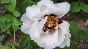 Tree Peonies, Ferns, and a Sweet Surprise: What's Blooming at Rotary Botanical Gardens