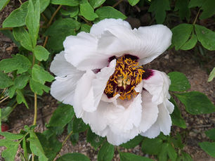 Tree Peonies, Ferns, and a Sweet Surprise: What's Blooming at Rotary Botanical Gardens