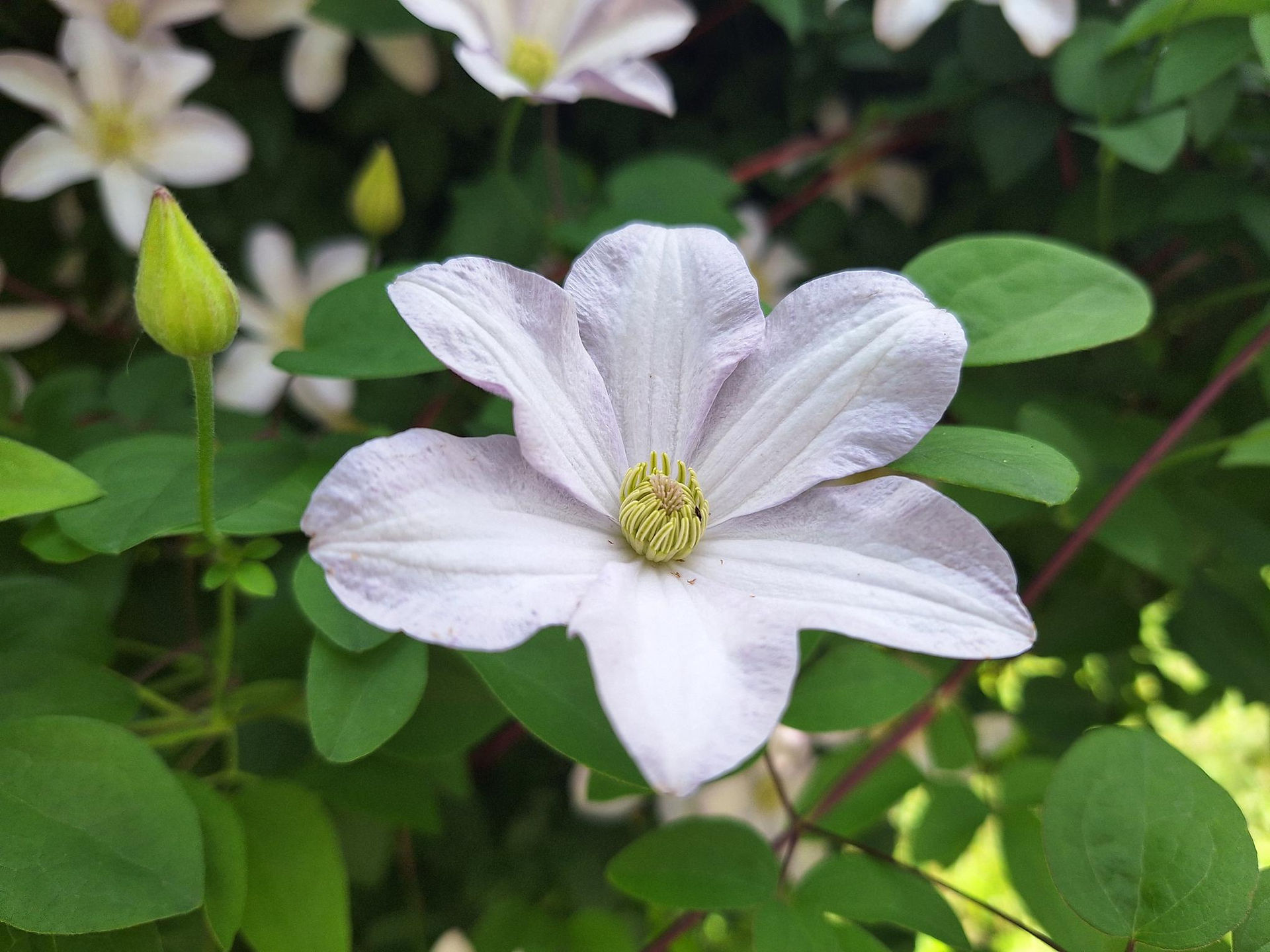 Pale lavender clematis bloom with yellow-green center bud opening among dark green foliage at Rotary Botanical Gardens