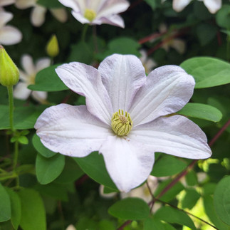 Pale lavender clematis bloom with yellow-green center bud opening among dark green foliage at Rotary Botanical Gardens