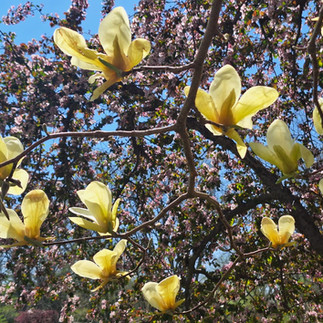 Large creamy yellow tulip-shaped Magnolia blooms on bare branches set against a background of pink crabapple blossoms and blue sky, Japanese Garden at Rotary Botanical Gardens