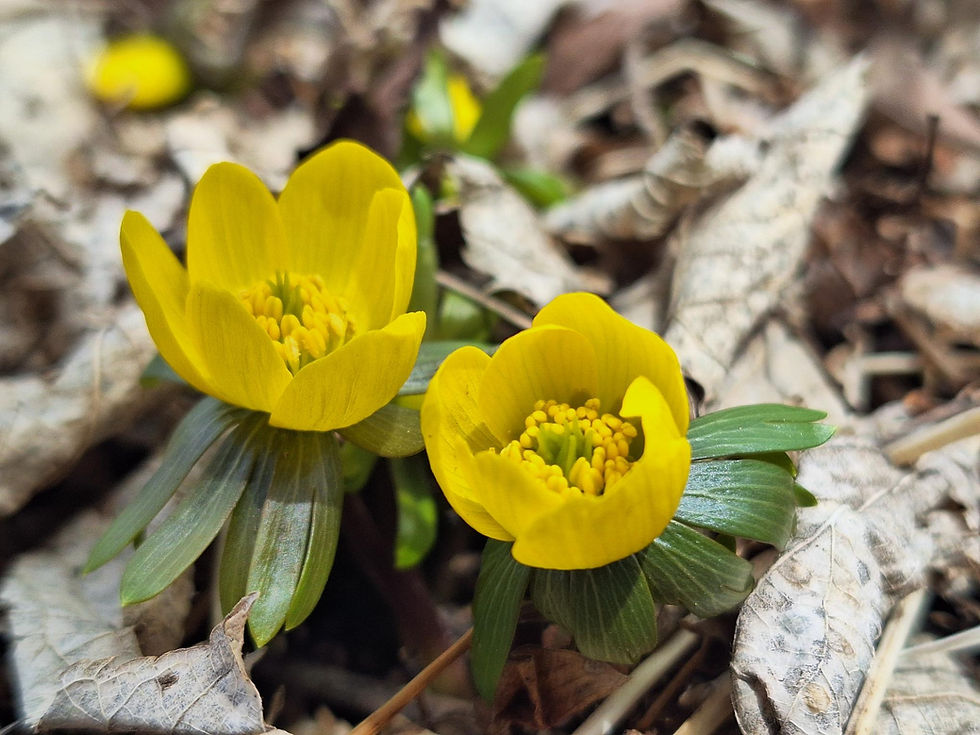 Two bright yellow Winter Aconite (Eranthis hyemalis) blooms surrounded by fallen brown leaves in a garden bed.
