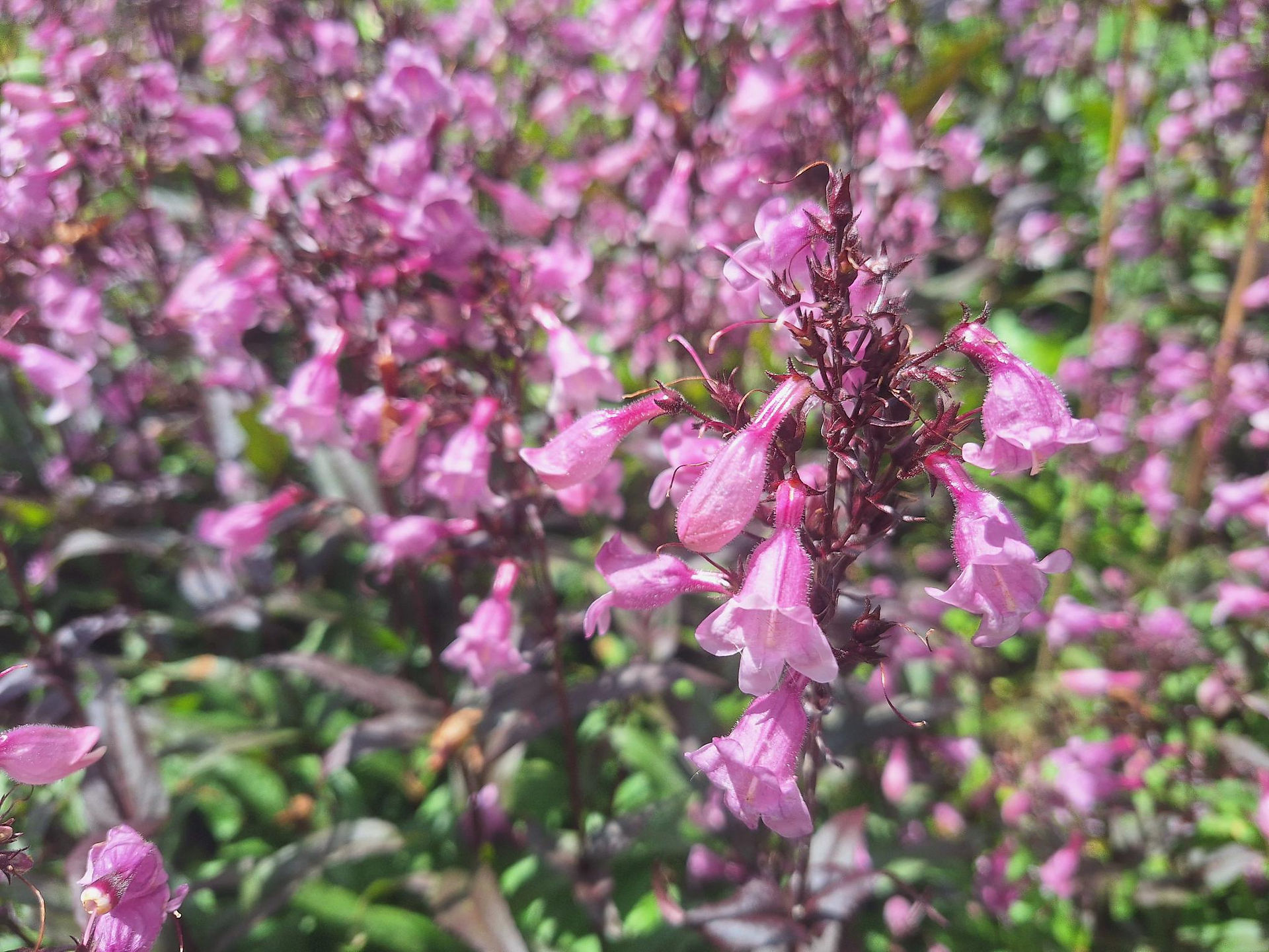 Pink Beardstongue (Penstemon) flowers blooming in clusters on tall stems