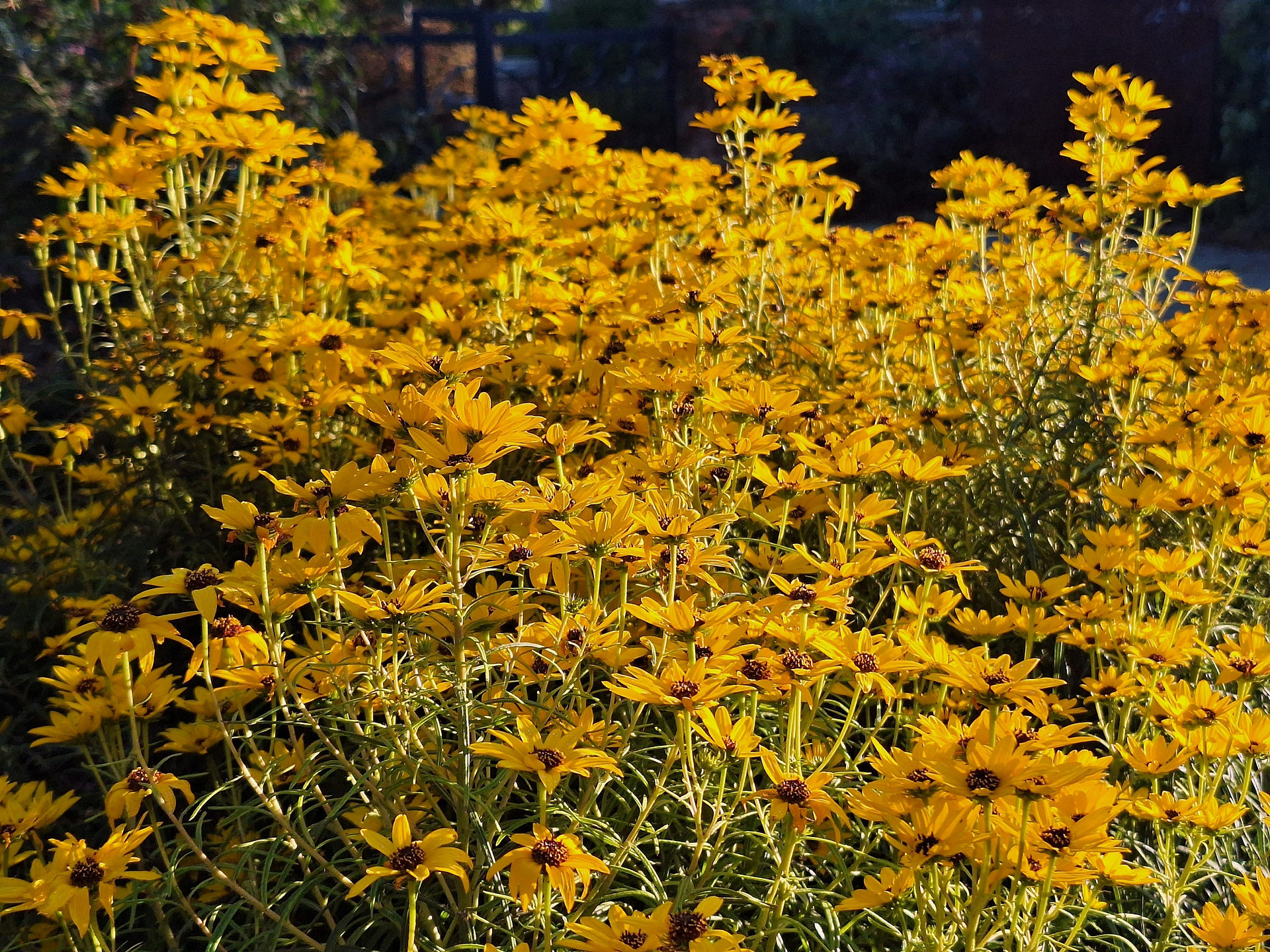Yellow Flowers