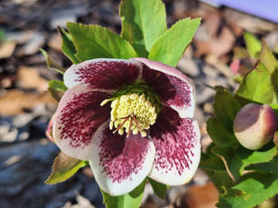 What's Blooming Now at Rotary Botanical Gardens – March 23, 2026