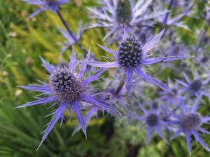Summer's Striking Variety Has Arrived at Rotary Botanical Gardens