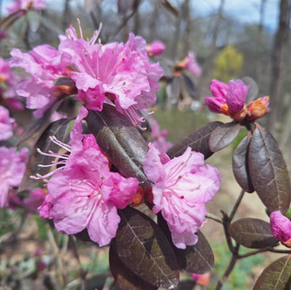 Bright rose-pink rhododendron cluster with ruffled open blooms and long stamens against deep purple-brown foliage, with tightly closed buds at the edges at Rotary Botanical Gardens