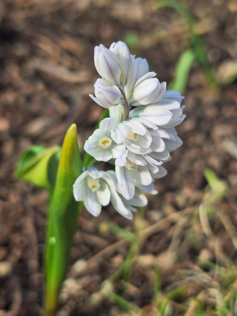 Squill A small white striped squill flower spike rising from the soil, with delicate white petals and a compact bell-shaped form, photographed at ground level at Rotary Botanical Gardens.