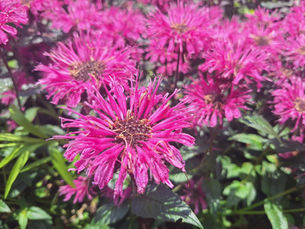 Fleeting Blooms and Hosta Peak at RBG