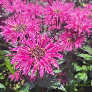Bright pink monarda, also known as bee balm, in full bloom, Meadow Garden, Rotary Botanical Gardens