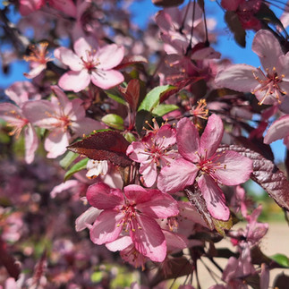 Deep pink crabapple blossoms with dark foliage against a blue spring sky