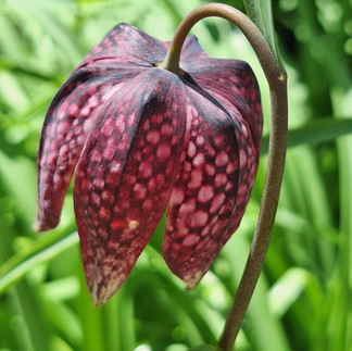 A single deep burgundy and mauve checkered Fritillaria bloom hanging downward from a curved stem, showing distinctive mottled patterning against a green garden background at Rotary Botanical Gardens
