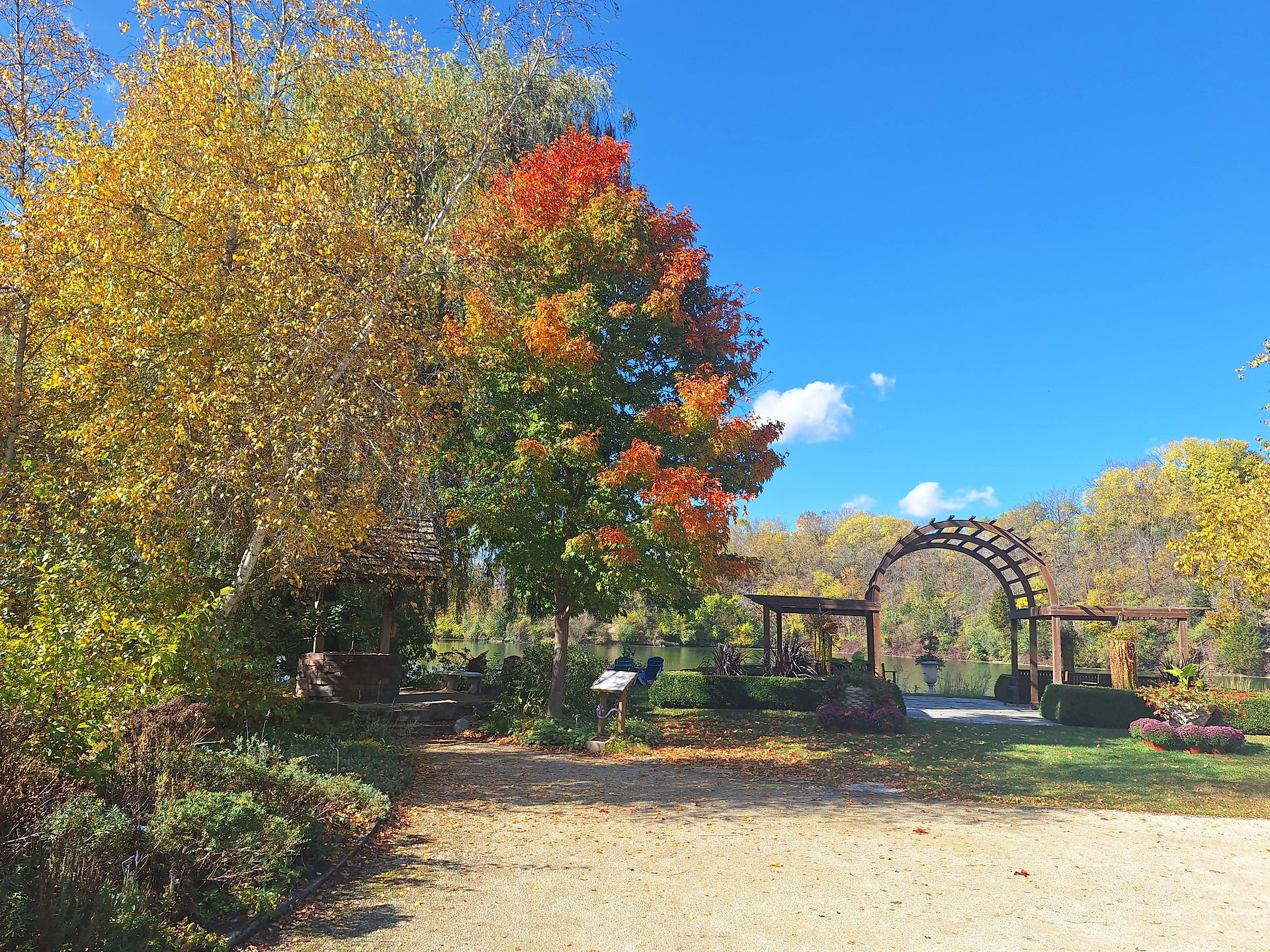 Fall trees against a blue sky with a pergola on the right