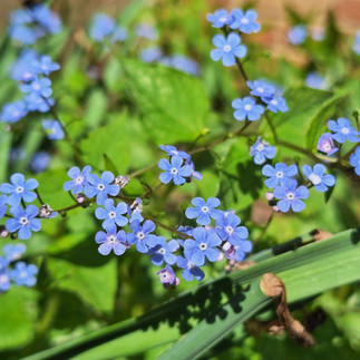 Clusters of small periwinkle blue five-petaled Brunnera flowers with white centers on branching stems against a backdrop of broad green leaves, Shade Garden at Rotary Botanical Gardens