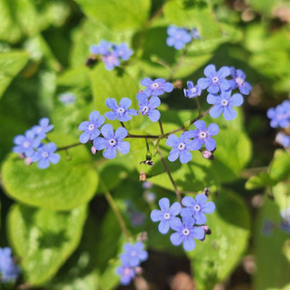Clusters of tiny blue Brunnera flowers above heart-shaped leaves in the woodland garden