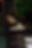 Charter_House_Grille_Inside_Dinning.jpg