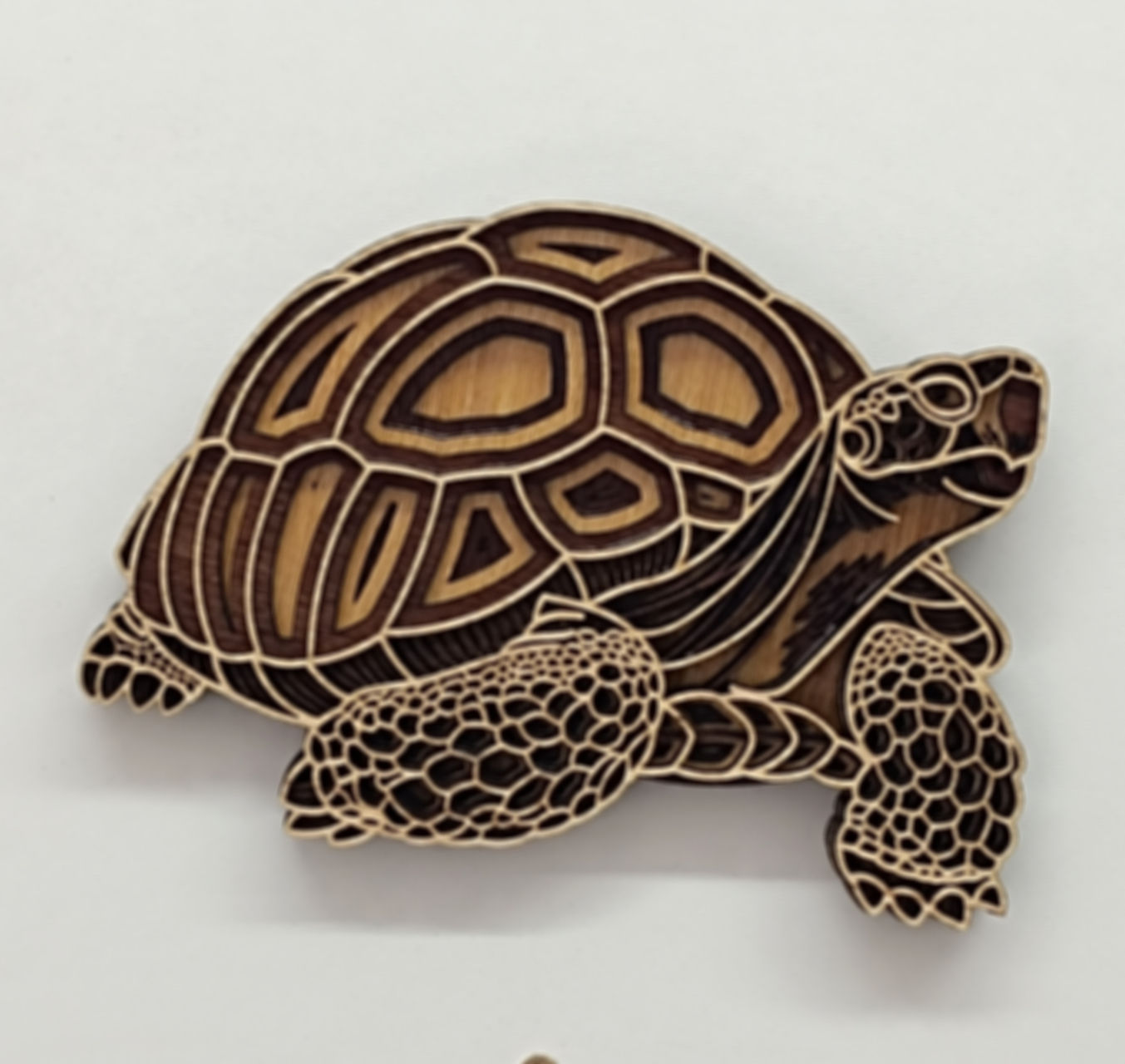 Tortue grande (fond clair)