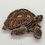 Miniature : Tortue grande (fond clair)