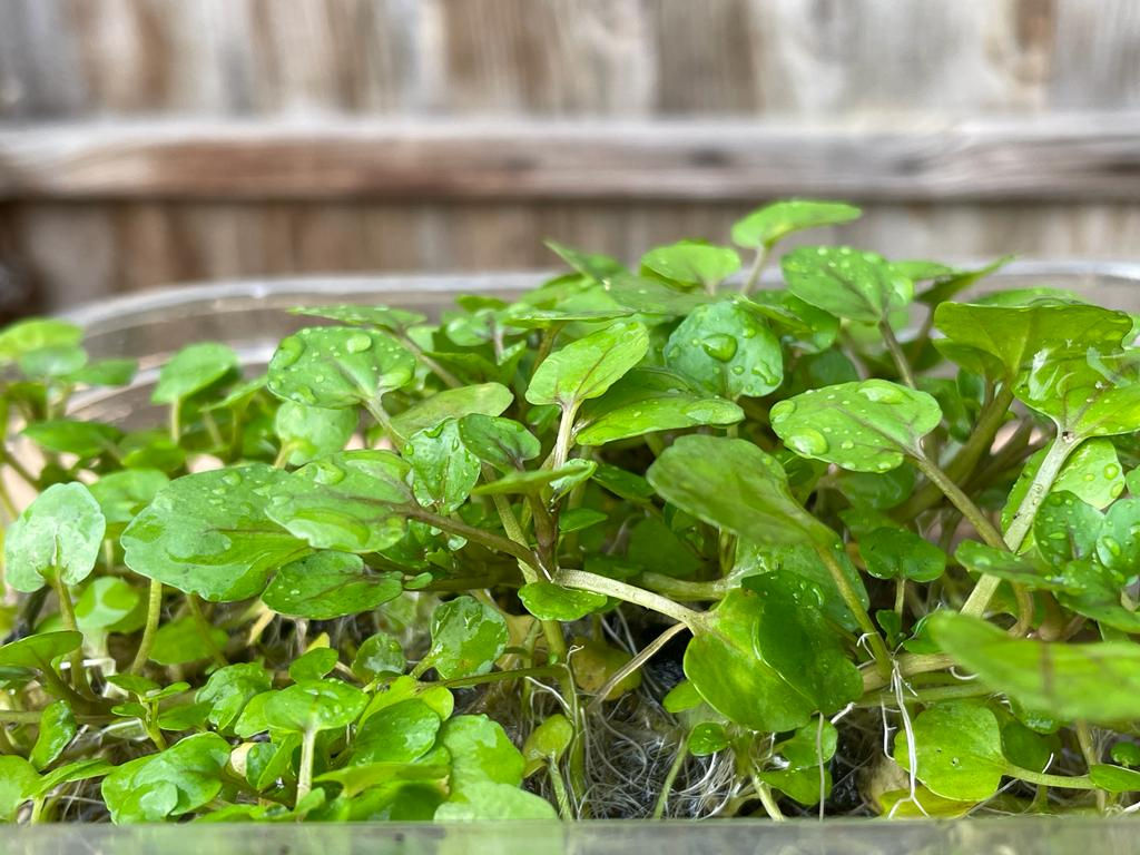 Watercress seedling 西洋菜苗（一盆）