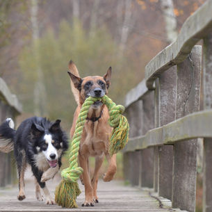 Interpreting Dog Play and Interaction 
