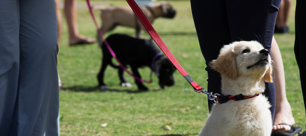 A dog training class. A blonde coloured puppy with a red lead and collar is in the foreground. In the background is a black puppy and a tan puppy.