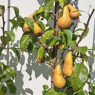 peren in de tuin van het atelier